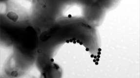 Diese mikroskopische Aufnahme zeigt eine Algenzelle, die versucht, Nanoplastik loszuwerden, was ihr aber nicht gelingt, weil die Partikel klebrig sind.