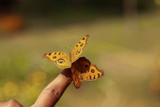 Junonia almana ist ein Schmetterling aus der Familie der Edelfalter, der vor allem in Südasien vorkommt. Das Foto wurde in einem Park in Dhaka, der Hauptstadt Bangladeschs, aufgenommen.
