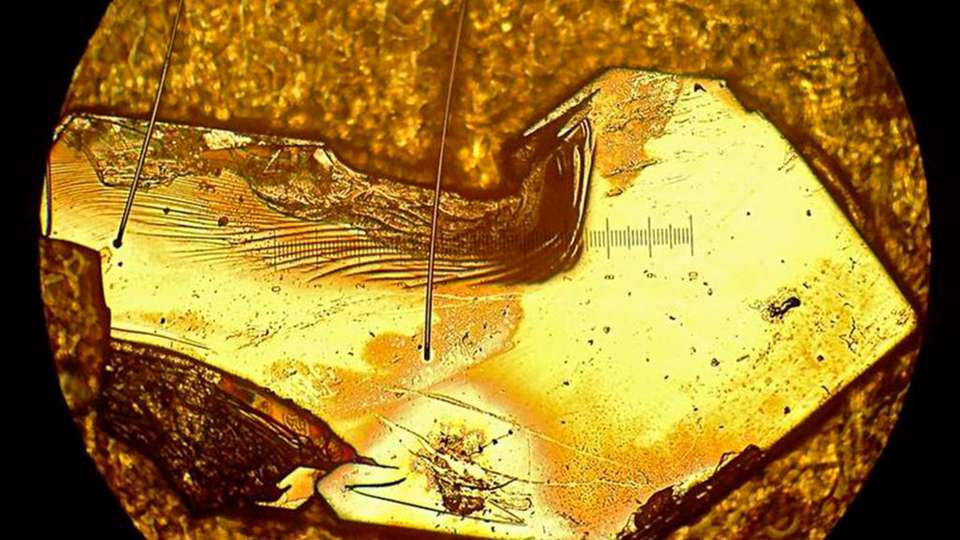 Unter dem Mikroskop leuchtet der Anschliff einer Probe der intermetallischen Verbindung aus Ytterbium, Rhodium und Silizium golden. Eine Einheit auf der eingeblendeten Skala entspricht 0,1 mm. 