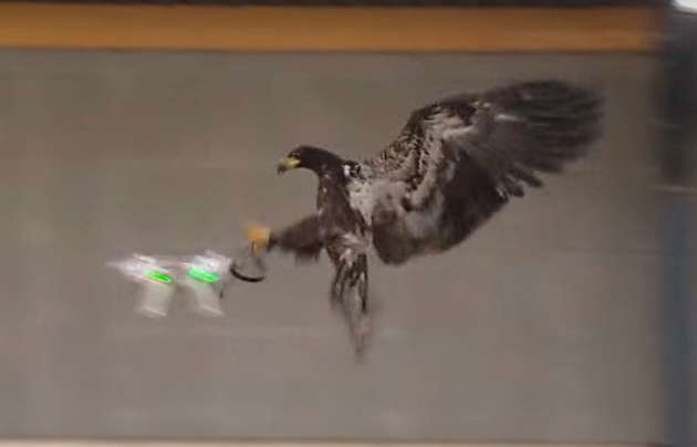 Adler fangen die Drohnen aus der Luft und bringen sie an einen sicheren Ort.