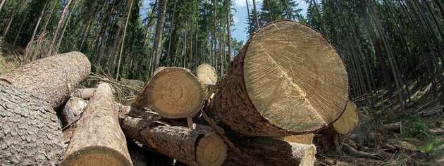 Gefällte Bäume in einem Forst bei Stadtroda: In der Holzindustrie fallen große Mengen Lignin an, das in einem neuen Projekt vom Abfallprodukt zum Wertstoff werden soll.