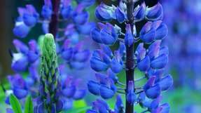 Stauden-Lupine gefährdet die Grünlandflächen des Biosphärenreservats Rhön.