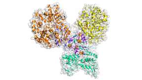 Modell des Enzyms Aldehyd Ferredoxin Oxidoreduktase (AOR): AOR stammt aus dem Bakterium Aromatoleum aromaticum. Als zentrales Enzym des „AAA-Zyklus“, einer synthetischen Enzymkaskade, reduziert das Enzym eine Säure zu einem Aldehyd. Die dabei freiwerdende Energie wird zur Bildung von ATP genutzt.