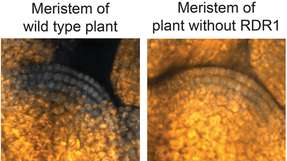 Mikroskopische Aufnahme einer Infektion durch das Rübenmosaikvirus (gelb) in der Sprossspitze einer Arabidopsis-Pflanze