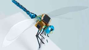 Die kleine Libelle als Hybrid-Drohne könnte für die Medizin, aber auch zum Bestäuben als Unterstützer für die bedrohten Bienen eingesetzt werden.