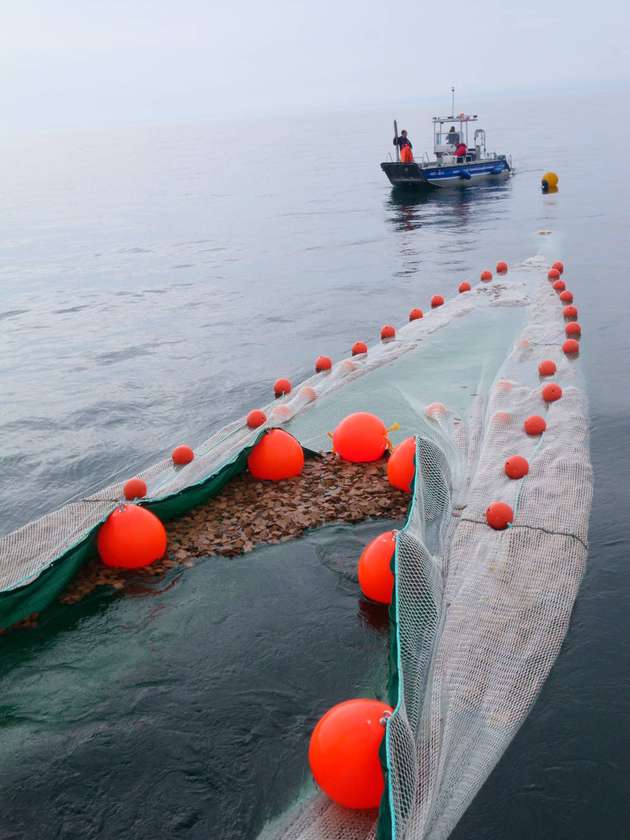 Die Binder werden gesammelt und schwimmen im Netzkasten, mit dem sie aus dem Wasser gehoben werden.