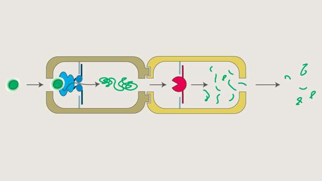 Neue Wege für künstliche Nanofabriken: Das Substrat (grün) wird von der Entfaltungsmaschine p97 (blau) erkannt, die in einem ersten Nanokompartiment in eine eindeutige und genau definierte Richtung ausgerichtet ist. Das Substrat wird dann entfaltet und in ein zweites Kompartiment verlagert, in dem sich eine Protease (rot) befindet, die die Aufspaltung des Substrats in kleinere Peptidfragmente katalysiert.