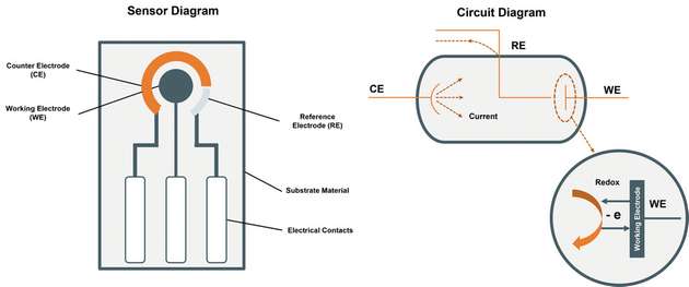 Aufbau eines elektrochemischen Sensors